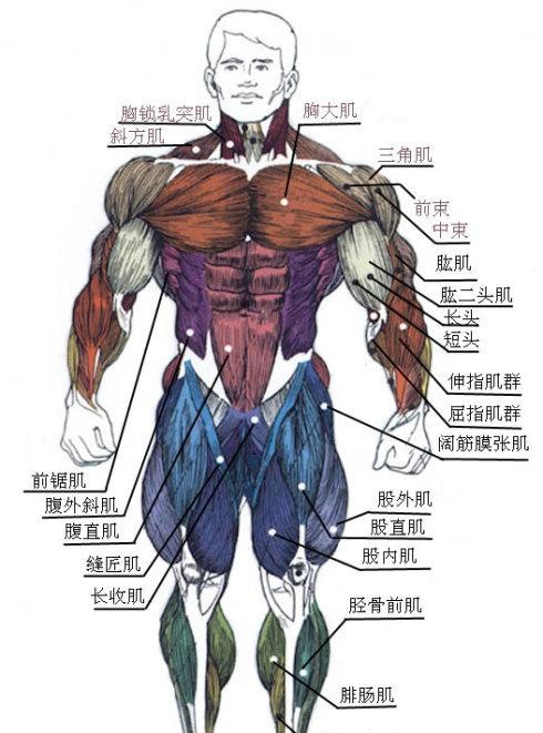 它藏在一条肌肉束的下面,基本上腿部锻炼都会锻炼到它