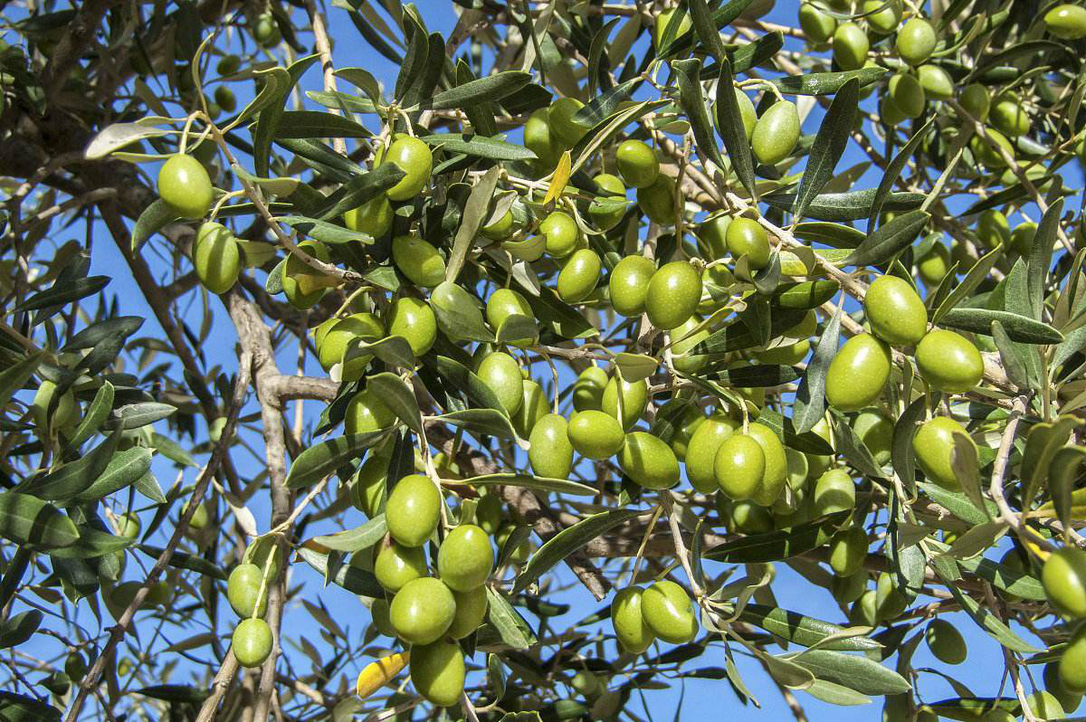是集油橄榄种植,生产,加工及综合开发为一体的现代农业综合示范基地