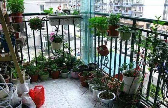 阳台养花不盲目,根据花的习性养殖更好,让家中充满绿色花园!__凤凰网