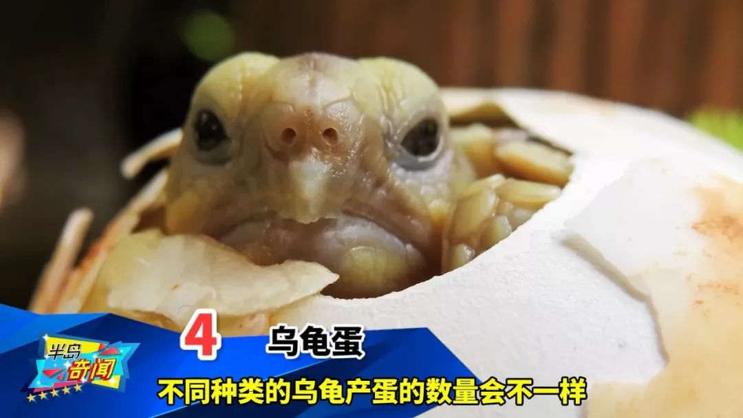 世界上最奇怪的10种动物蛋,各个都很独特,第1位每次都榜上有名