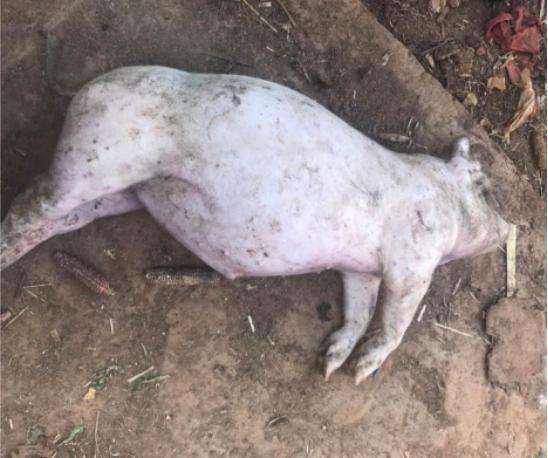 "就是那个肚子鼓鼓的,后脚往后直直的蹬着""那个死猪什么样的,有什么