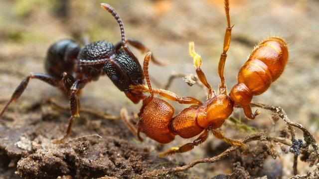 活着的蚂蚁就只能以它们为食了.