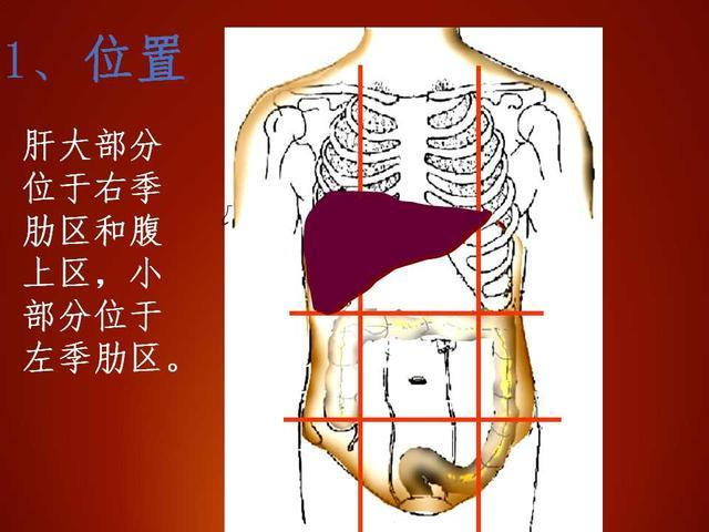 肝胆的位置图 放大图片