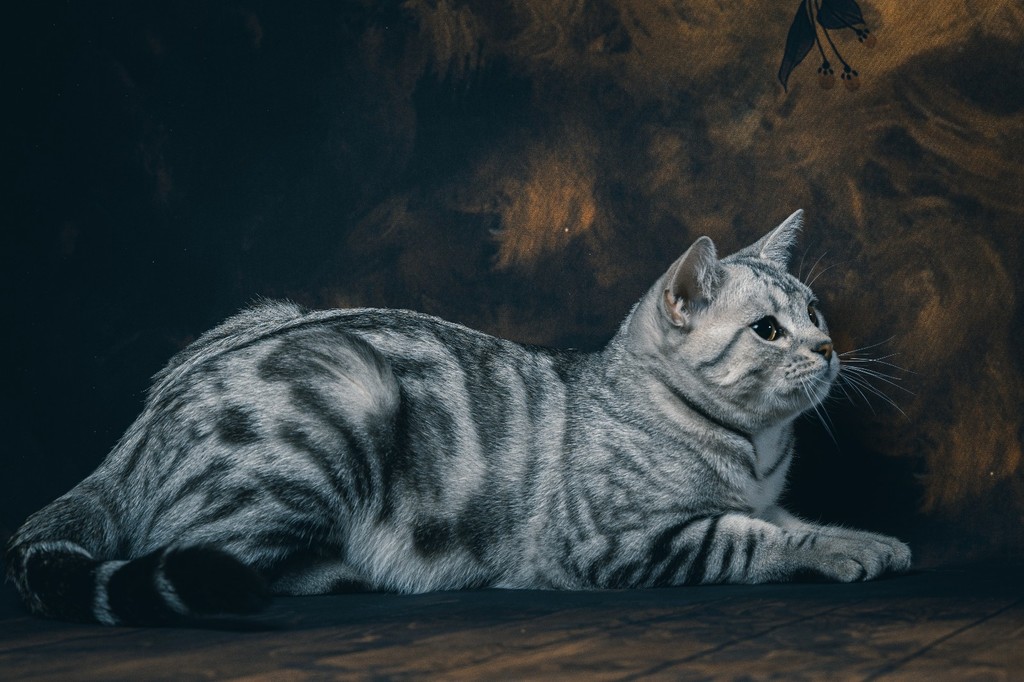 油画般的小猫咪