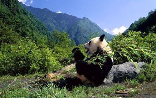 长江经济带自然保护区管理评估完成卧龙排第一