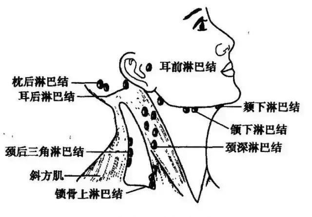 左侧脖子结构图图片