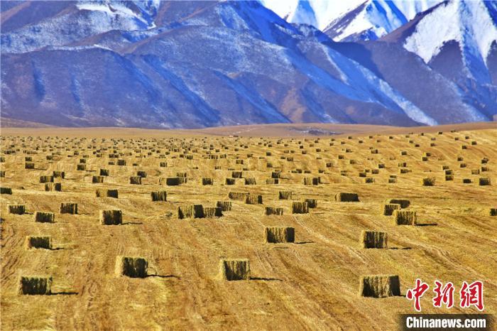 祁连山下21万亩燕麦草翻滚 遍野金黄似风景
