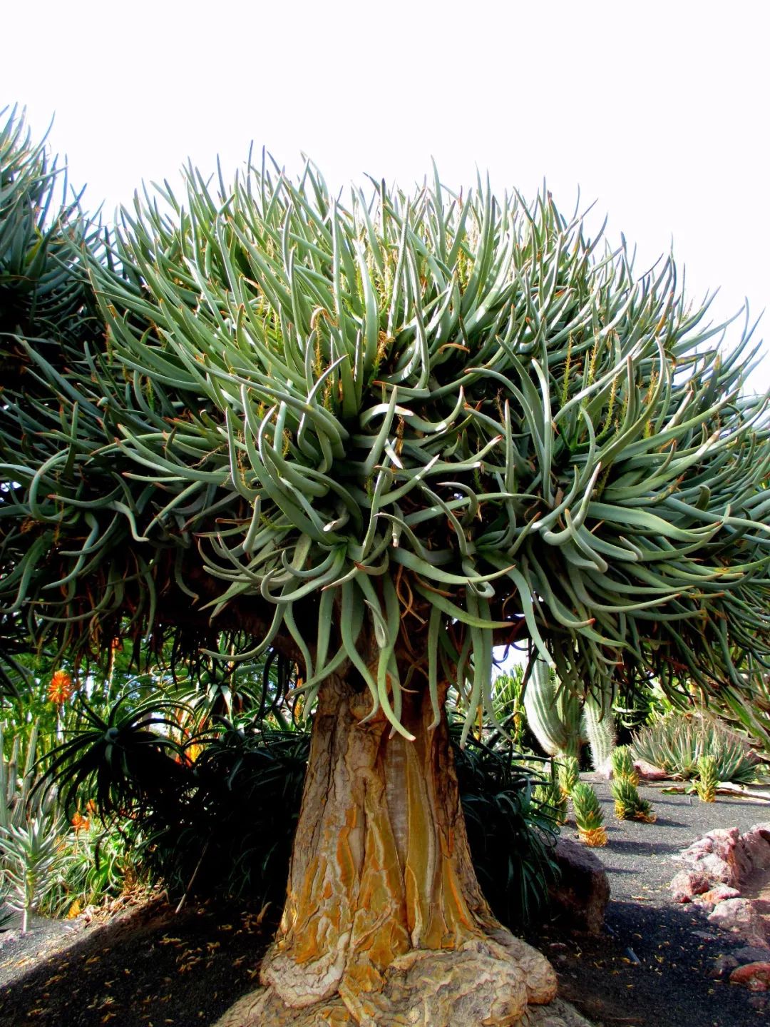 植株特高大的二岐芦荟,普通人买不起,养几年能长两米高