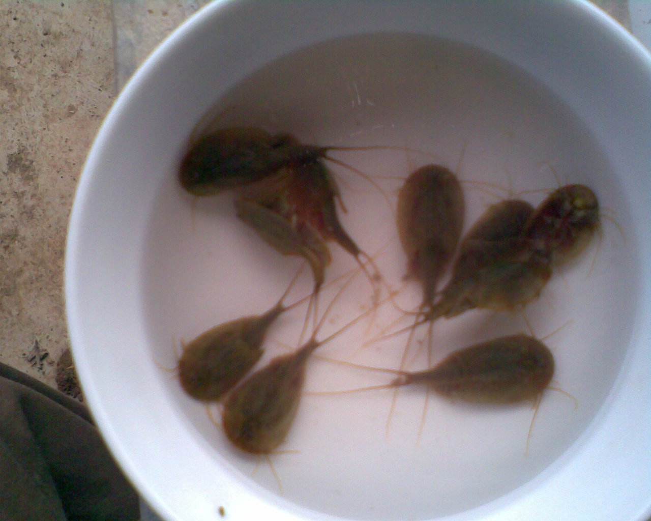 仙女虾和奇虾图片