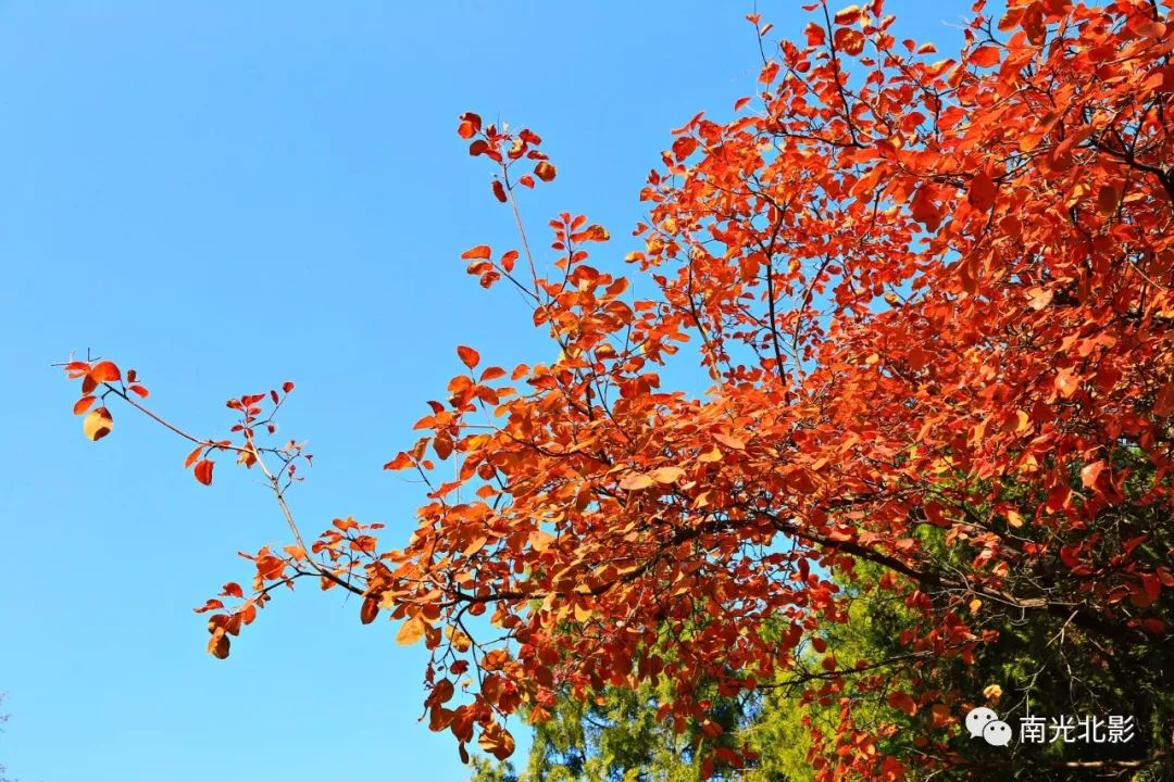 南光北影:紅螺寺,紅葉透亮,這棵