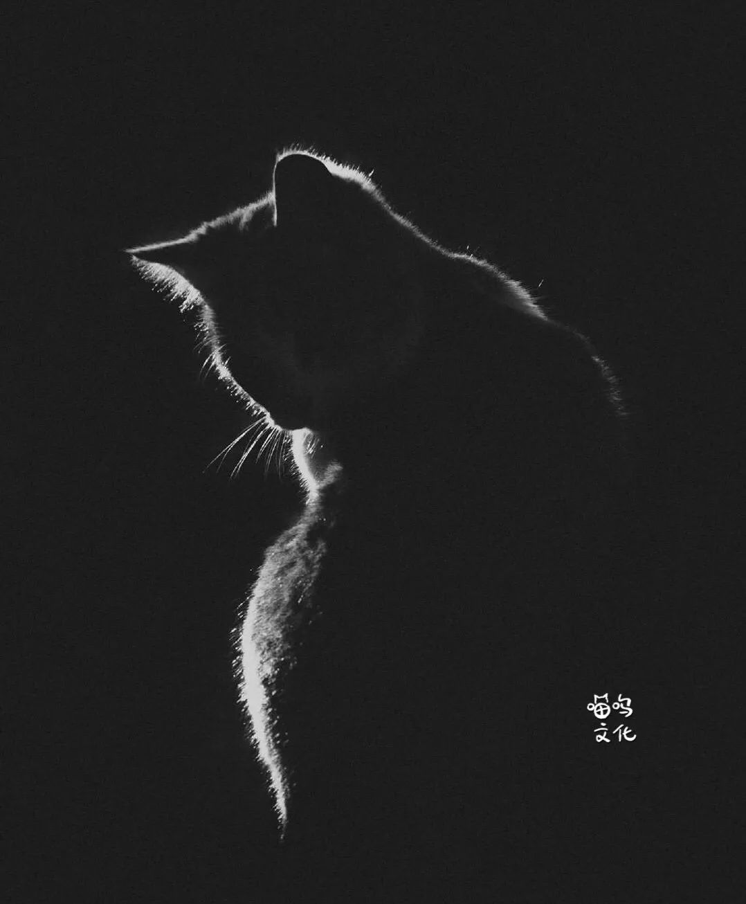 光影镜头下的猫咪真唯美__凤凰网