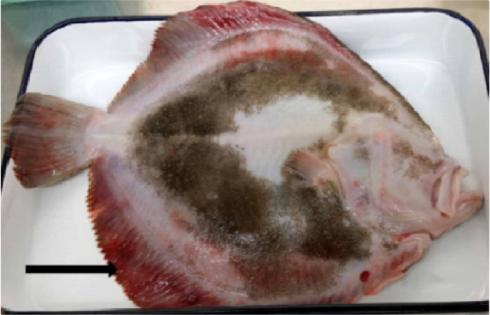 大菱鲆养殖病害日益增多之红体病的判别和防控