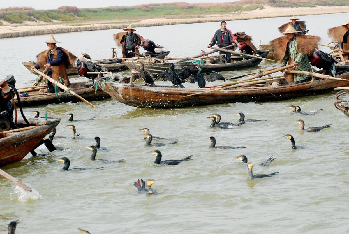 江西鄱阳鸬鹚捕鱼演绎鄱阳湖畔最美风景