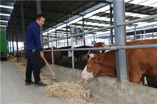 养牛致富"牛劲足"