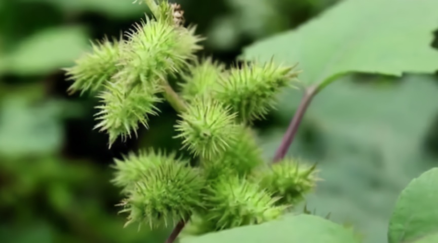 小孩把草粘身上等到拿下来的时候后悔不已