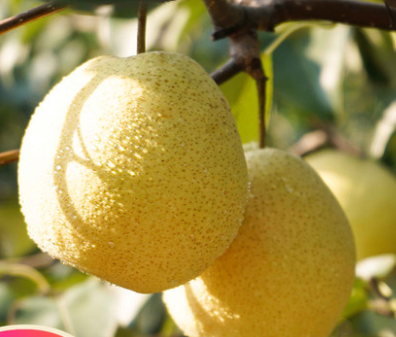 营养丰富的酥梨被称为中华明果咬一口甘甜酥脆