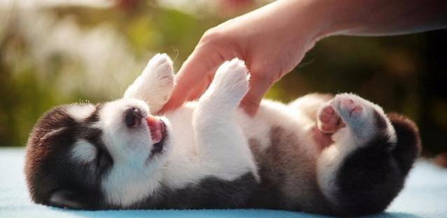 但只要你和狗狗的感情到位了,那当你和狗狗在玩耍时摸摸它的肚子,它会