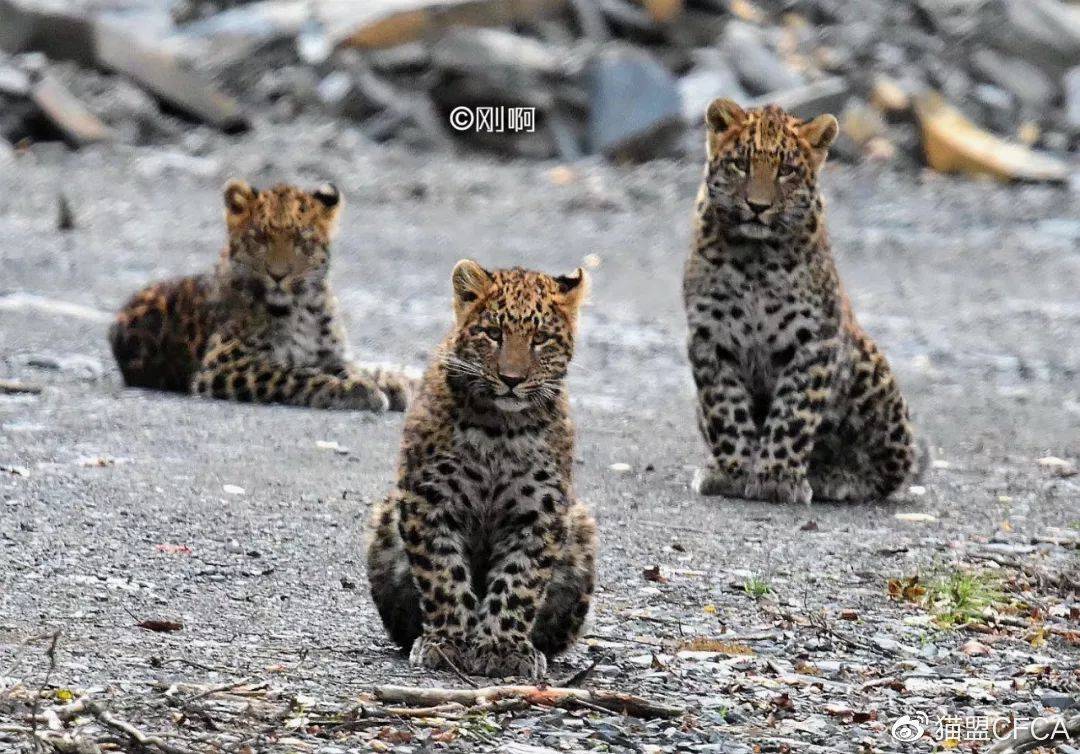 近日,3只小豹子坐在路上的一张图片萌化了不少人.