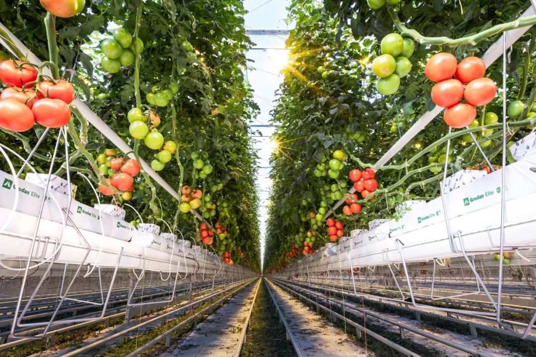 欧洲出口蔬菜的14都来自小国荷兰超强农业实力竟是饿出来的