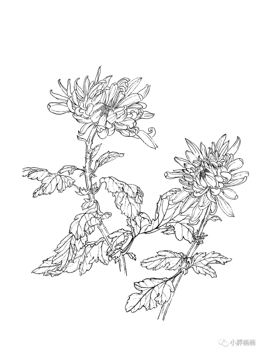 超好看的30张白描菊花!看完现在就画