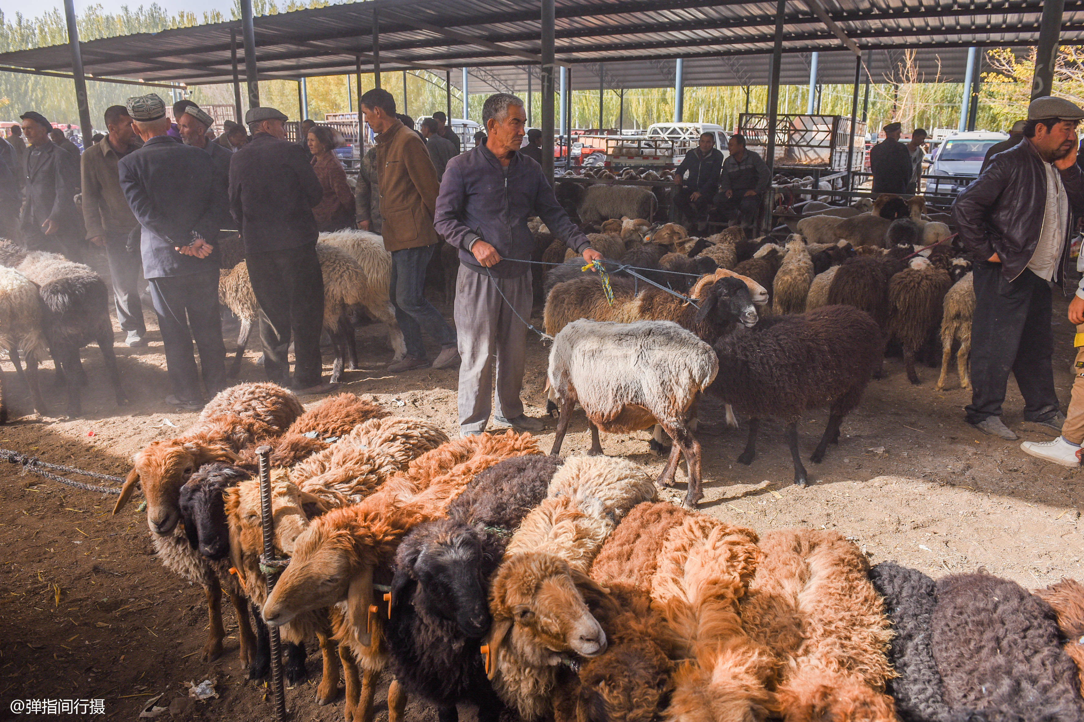 新疆牛羊市场妙趣横生,羊群排长队售卖,如此壮观场面你见过吗?
