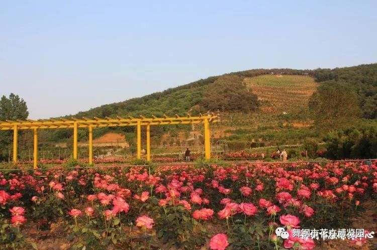 舞钢市牤牛岭风情花博园10月19日——27日免门票,惊喜连连送