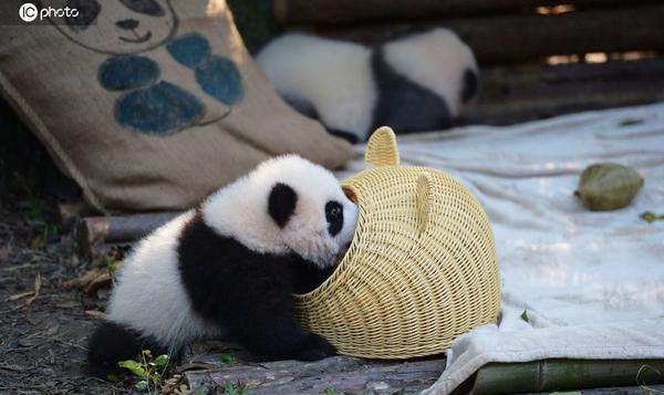 成都大熊猫幼仔上演钻竹筐调皮可爱萌翻游人