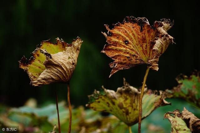 残荷诗句唯有情真最动人荷叶生时春恨生荷叶枯时秋恨成