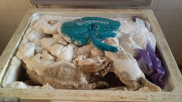 狮子农场为取悦游客 冰柜中藏20只狮子老虎尸体