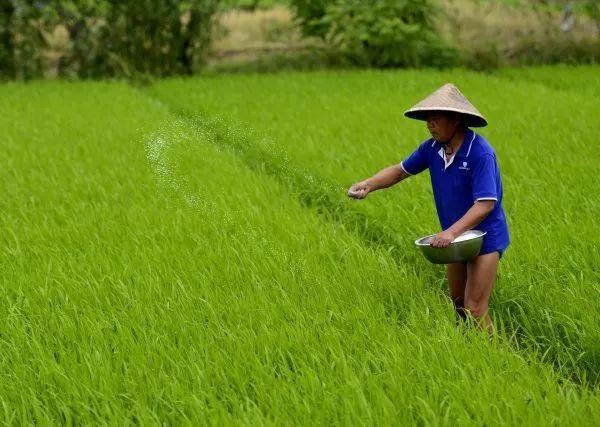 病虫害科普丨水稻细菌性基腐病的危害与防治