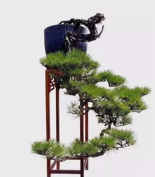 韩学年"悬崖松"的灵感启迪.