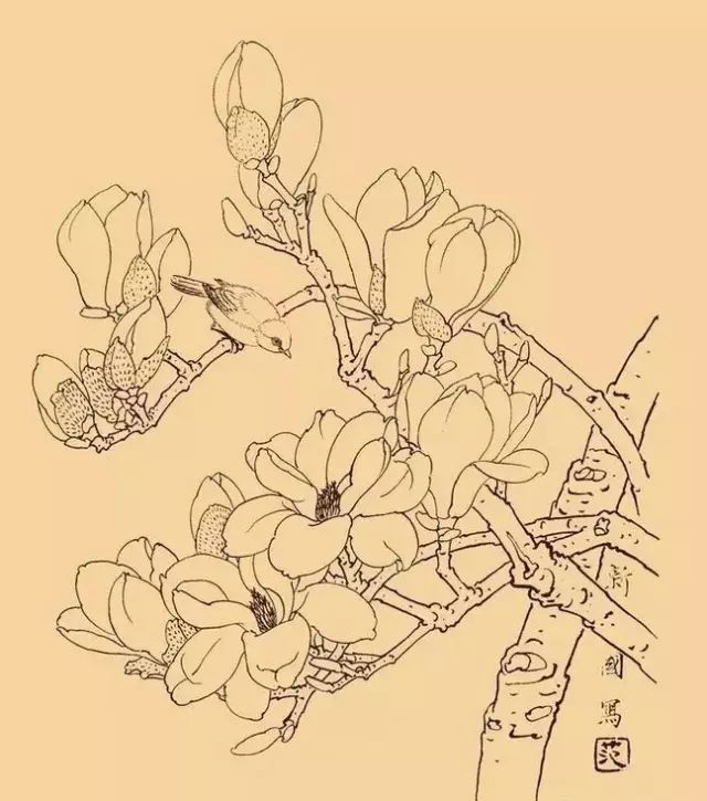 书画联盟丨这么美的白描玉兰,你不进来看看?