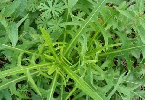 草药,又可以当做蔬菜来食用,具有清热解毒的功效,还是具有降血糖的