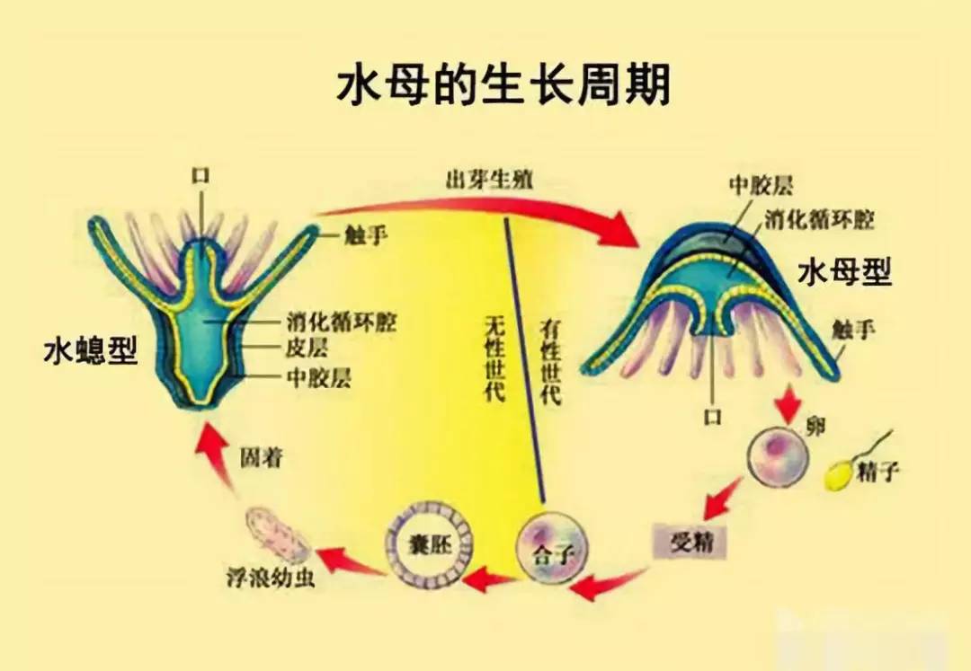 水母的逆向生长过程图片