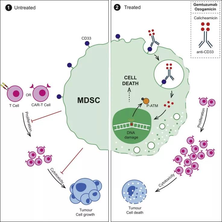 柳叶刀子刊:cd33抗体解除mdsc肿瘤免疫抑制,释放car-t治疗实体瘤潜力