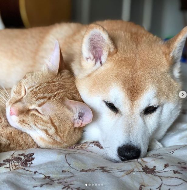 柴犬和猫咪的情侣头像图片