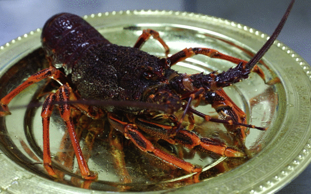 的镁元素对心脏有调节作用对孕妇来说澳洲龙虾的通乳作用较强磷和钙