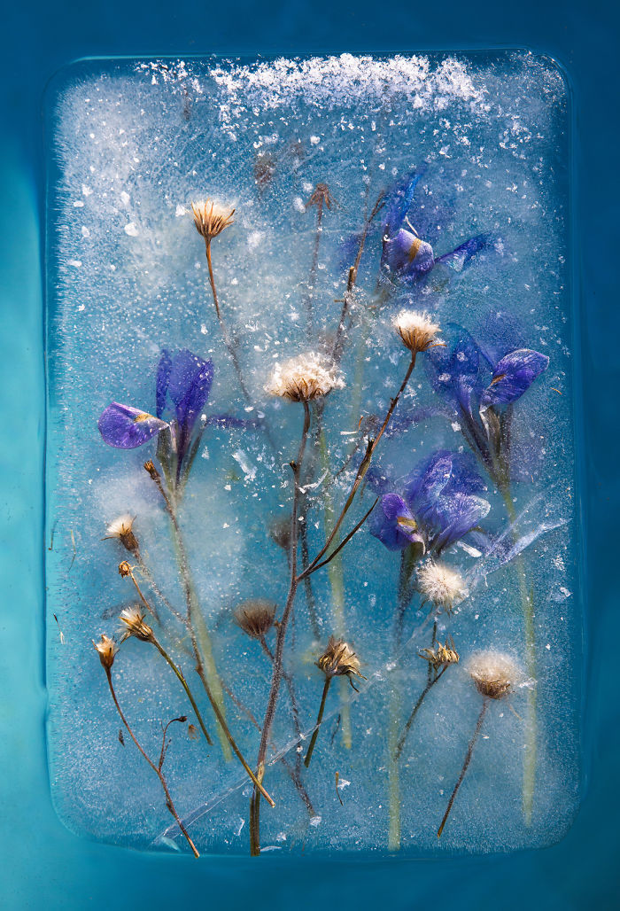 绝妙视觉创意拍摄冰封花朵诠释永恒之美