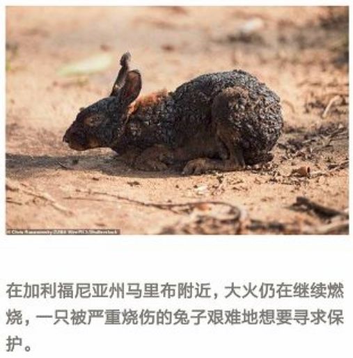 但我一搜索,在2017年一篇叫《树林里出现惨不忍睹的焦尸,调查原因后