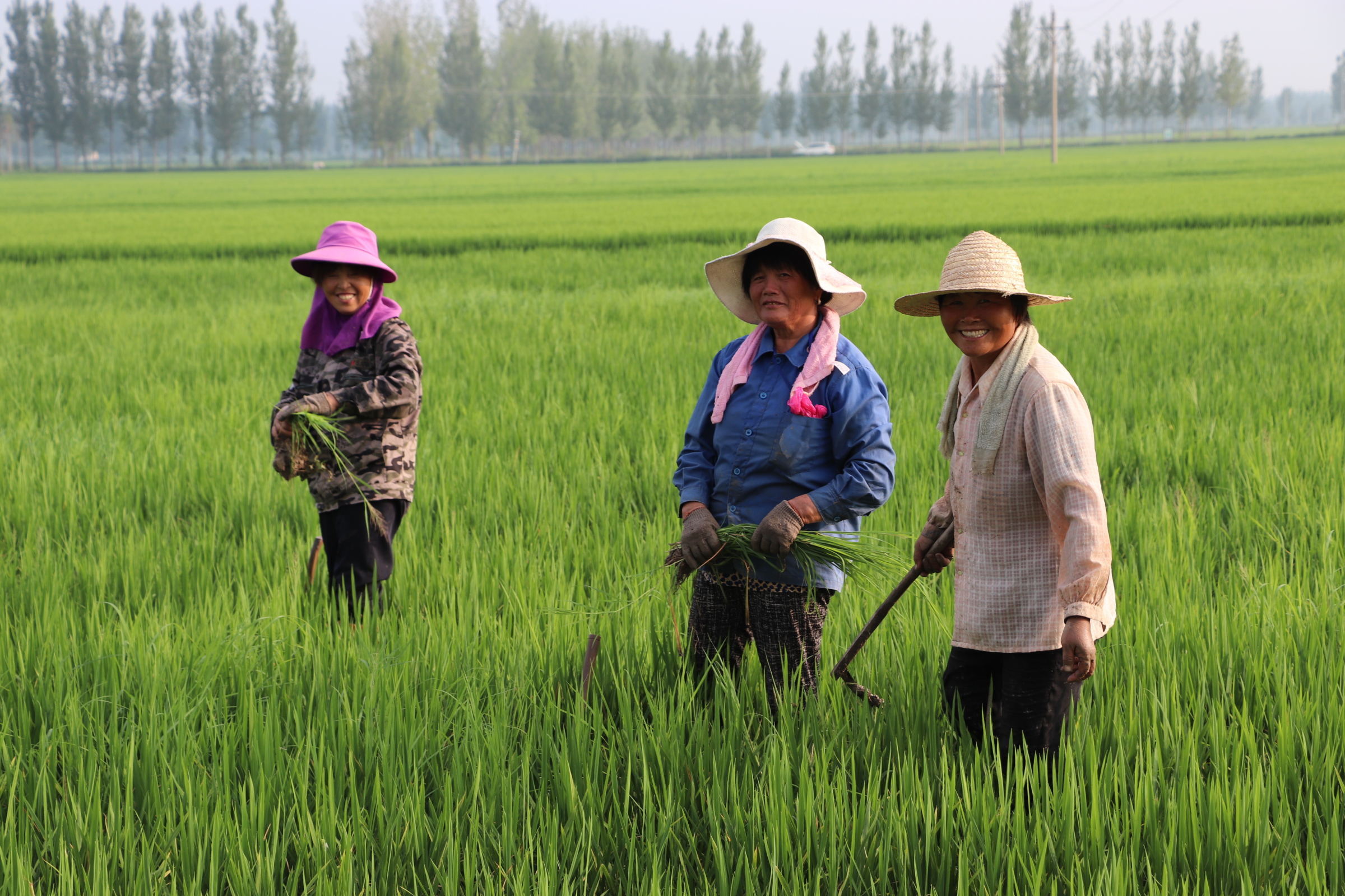 壮观!万亩生态稻田,千只白鹭翩翩(多图)