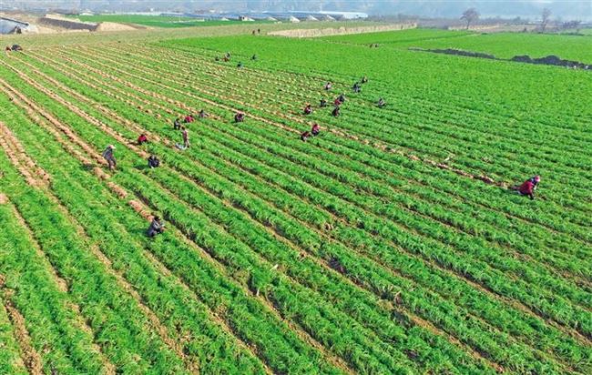 镇四河村和成丰果蔬专业合作社种植有上百亩胡萝卜,亩产可达2750公斤