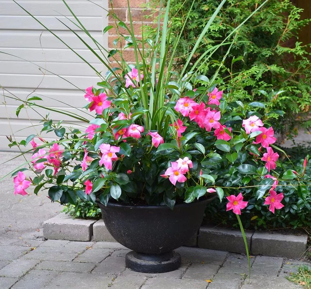 养成盆栽的飘香藤,照样可以长两米高,花朵开满枝条__凤凰网