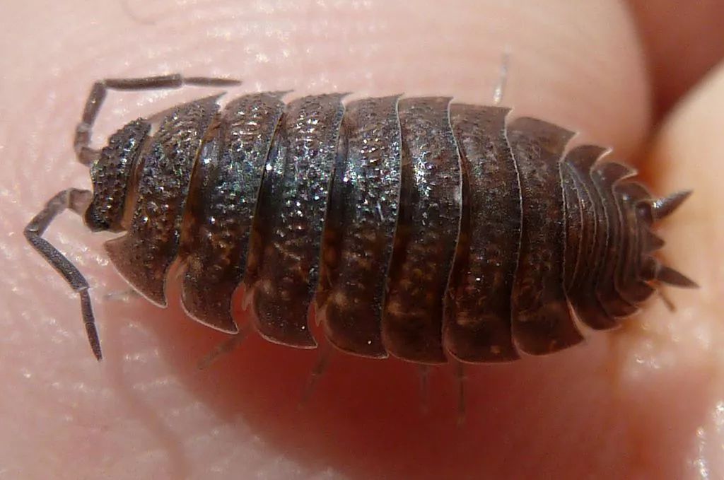 熊孩子的童年,就是翻砖头瓦片找它