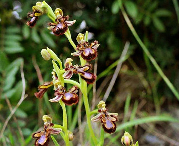 地中海有种兰花,花形像角蜂,气味也像角蜂,却被说是"骗子"__凤凰网