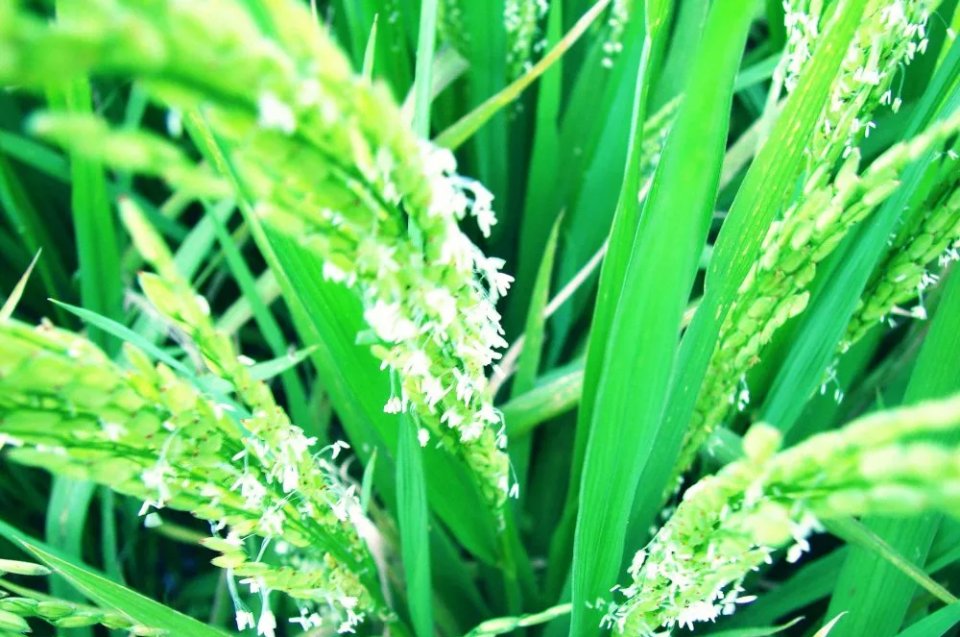 诗人李灵光,诗咏世界各国国花,柬埔寨国花稻花