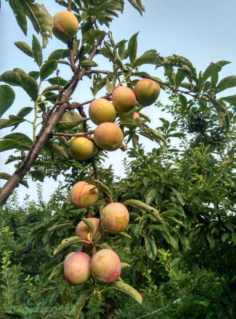 风味皇后李子苗,美国杏李中的"李中皇后"