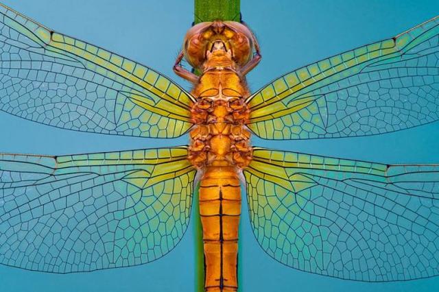 2019国际园林摄影师奖微距组五彩斑斓的微小世界