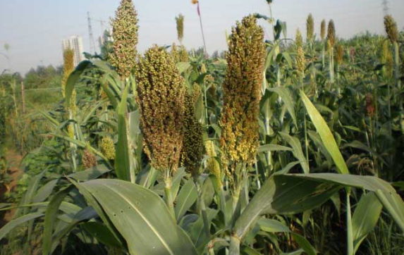 儿时的回忆甜高粱甘蔗水分多味清甜你吃过吗