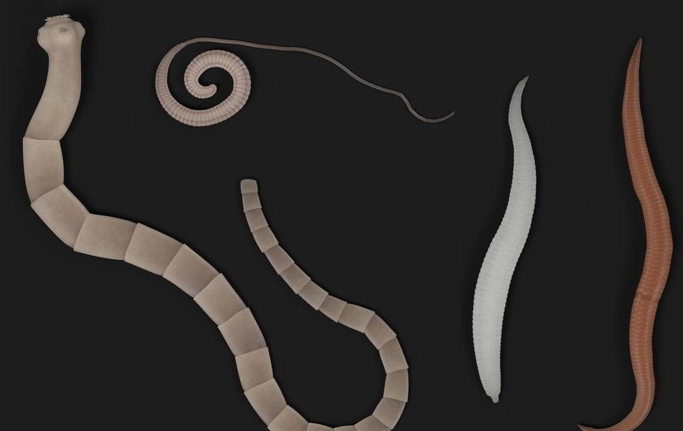 猪场寄生虫都有哪些?危害到底有多大?__凤凰网