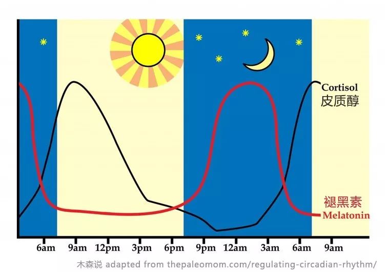 我们身体的温度控制,能量代谢和激素分泌都呈现出了规律的昼夜节律